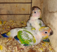 Sun Conure Tame size baby